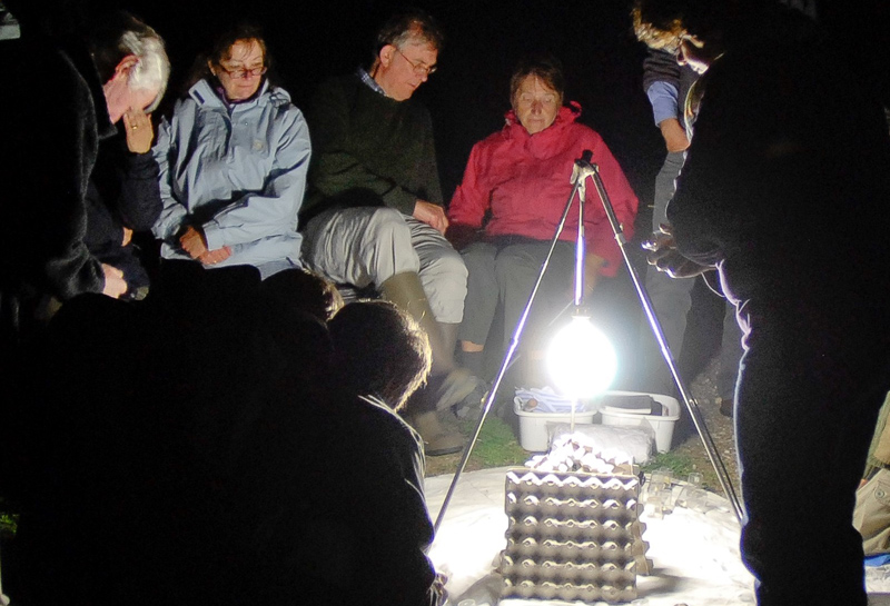 image of nocturnal moth trapping session
